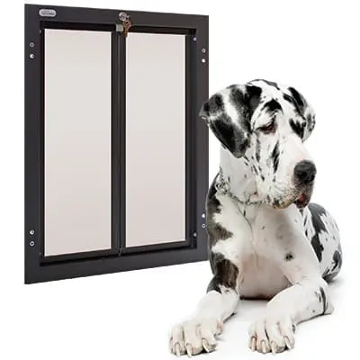 Great Dane sitting next to a large black-framed pet door.